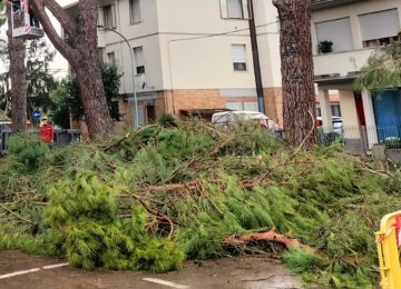 Abbattuti alberi in via Redi: il Comitato IV Novembre denuncia: 'Non hanno solo tagliato alberi, ma anche partecipazione democratica'