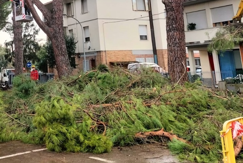 Abbattuti alberi in via Redi: il Comitato IV Novembre denuncia: 'Non hanno solo tagliato alberi, ma anche partecipazione democratica'