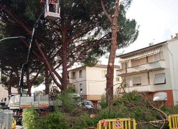 Alberi abbattuti in via Redi: il M5S solleva "gravi dubbi sulla gestione del taglio e sul ruolo delle opposizioni"