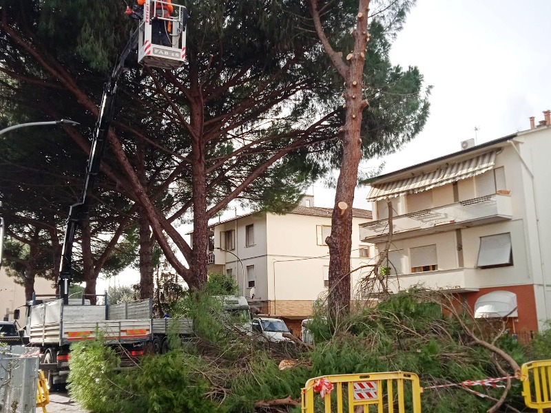 Alberi abbattuti in via Redi: il M5S solleva "gravi dubbi sulla gestione del taglio e sul ruolo delle opposizioni"