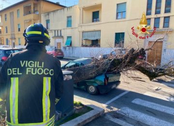 Cade un albero su un'auto parcheggiata a Fucecchio: tragedia sfiorata