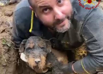 Cane salvato dai vigili del fuoco dopo essere rimasto intrappolato in una buca nel terreno