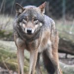 Conoscere il lupo per convivere: proiezione di film e dibattito alla Biblioteca di Cerreto Guidi