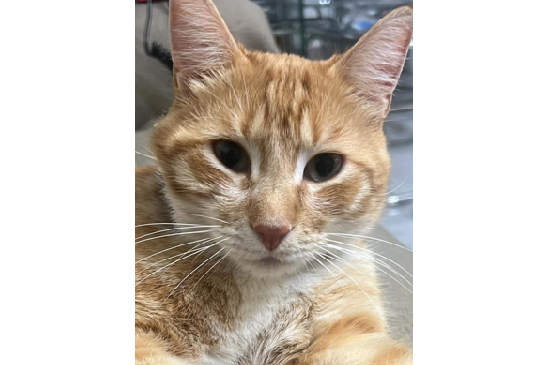 Gatto rosso scomparso a Livorno, ricerche in corso