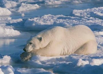 Orso polare e il segreto per sopravvivere a temperature sotto zero: qual è?