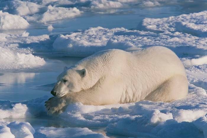 Orso polare e il segreto per sopravvivere a temperature sotto zero: qual è?