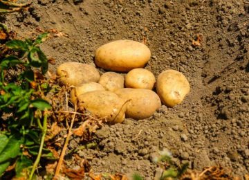 Patate per Sempre! Le patate del raccolto 23/24 sulle tavole natalizie