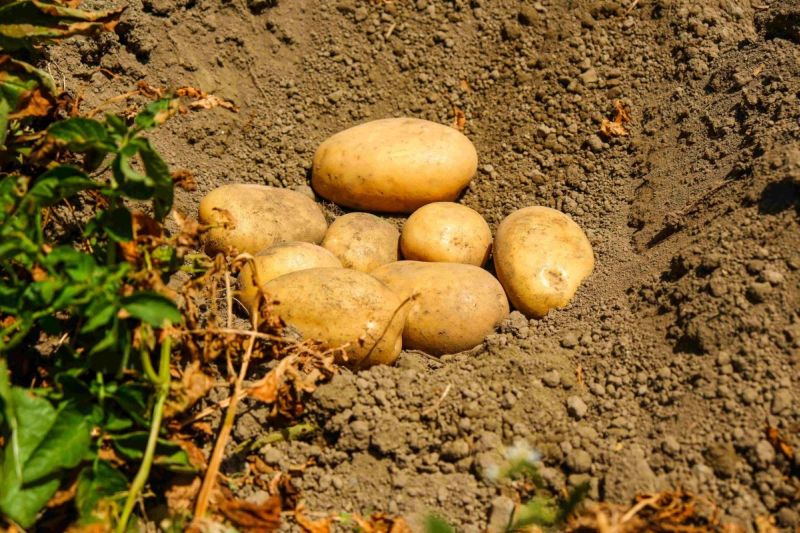 Patate per Sempre! Le patate del raccolto 23/24 sulle tavole natalizie