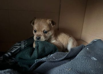 Sei cuccioli lasciati in una scatola: l'appello per trovar loro una casa