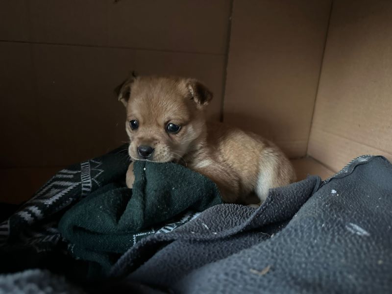 Sei cuccioli lasciati in una scatola: l'appello per trovar loro una casa