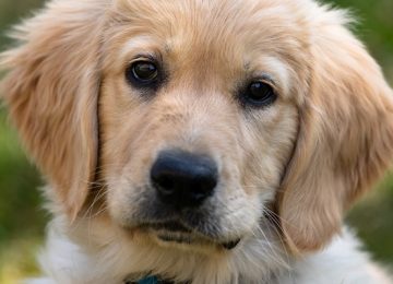 Tre giornate di formazione sull'educazione del cane all'ospedale Santa Maria Annunziata