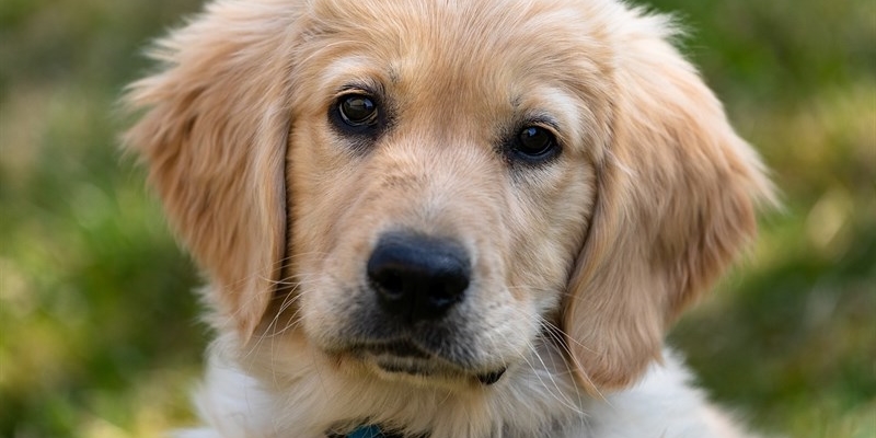 Tre giornate di formazione sull'educazione del cane all'ospedale Santa Maria Annunziata