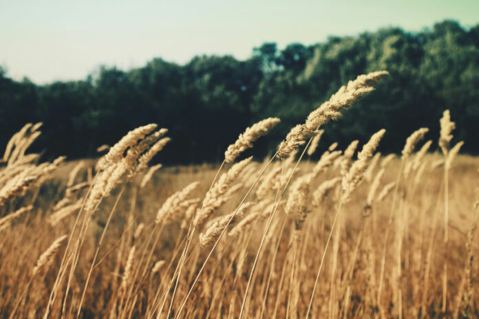 campo di grano