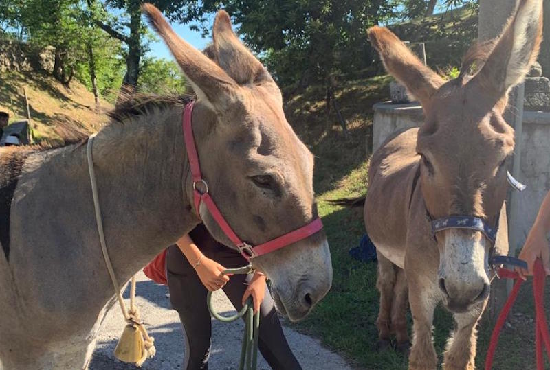 Asinella investita da un'auto mentre fugge a Camaiore