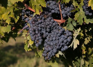 Cinque milioni per investimenti e modernizzazione nelle aziende vitivinicole toscane