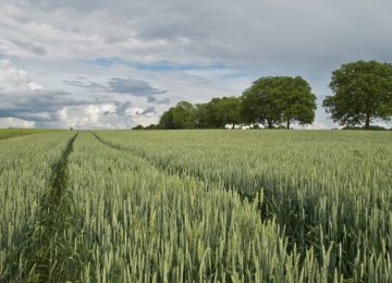 Danni da maltempo per le aziende agricole: aperte le segnalazioni