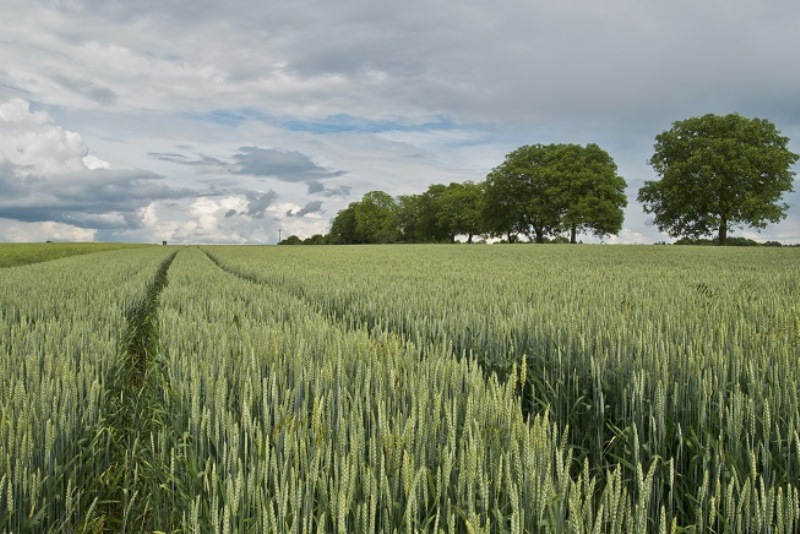 Danni da maltempo per le aziende agricole: aperte le segnalazioni