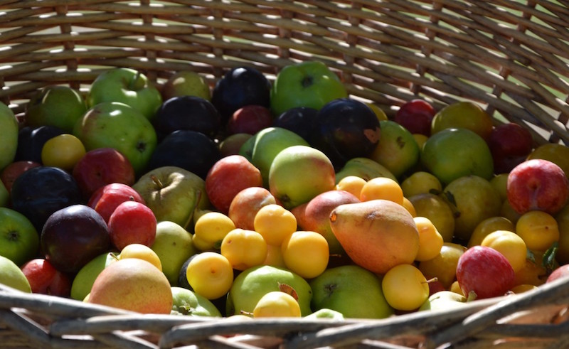 L'ortofrutta si rivela un centro di traffico di cocaina: arresto a Livorno