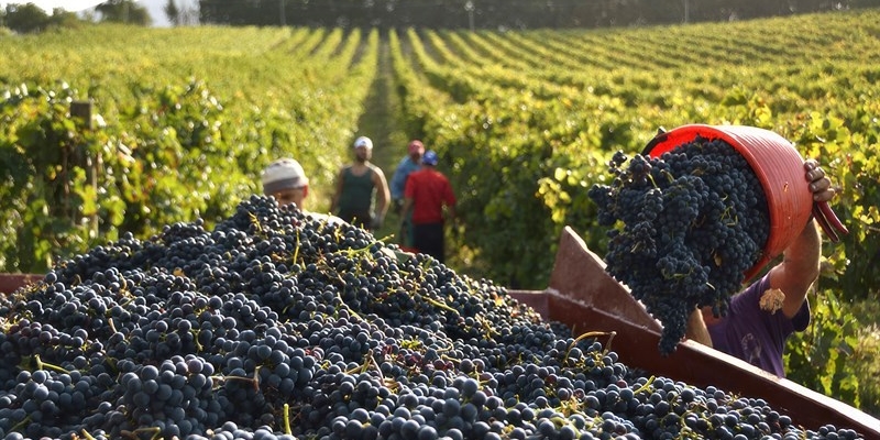 Nasce l'associazione Pro.Vi.Mu per promuovere il vino del Mugello