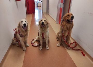 Ospedale di Livorno: la Pediatria riceve la medaglia al valore cinofilo per il progetto 'Un tuffo in corsia' con i cani-bagnino.