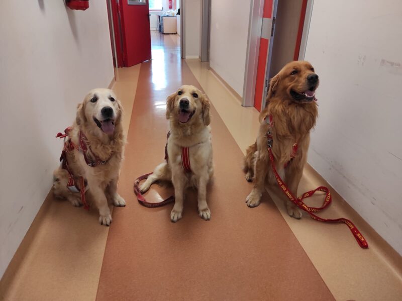 Ospedale di Livorno: la Pediatria riceve la medaglia al valore cinofilo per il progetto 'Un tuffo in corsia' con i cani-bagnino.