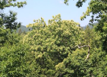 Prevenzione degli incendi boschivi: la Toscana cerca il coinvolgimento della cittadinanza