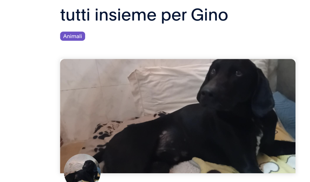 Raccolta fondi per operare e sostenere Gino, il cane di Empoli