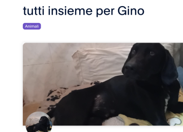 Raccolta fondi per operare e sostenere Gino, il cane di Empoli