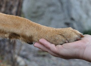 Ritorna ad Empoli la "Festa del cane meticcio": amici a quattro zampe protagonisti al Palazzo delle Esposizioni.