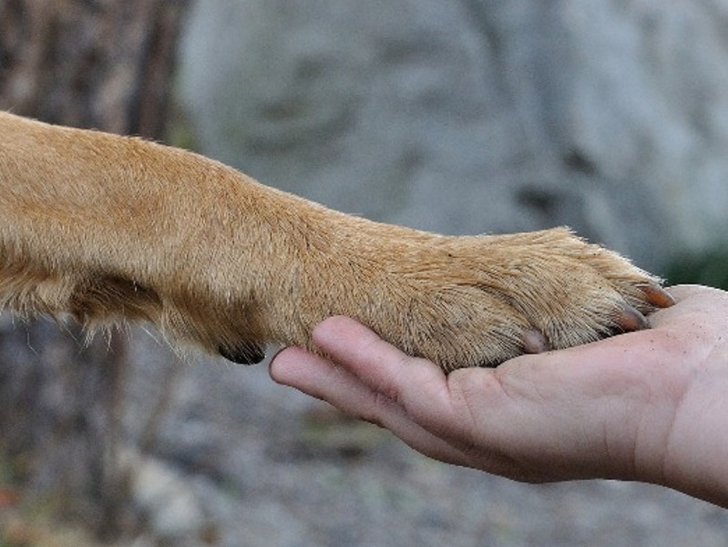 Ritorna ad Empoli la "Festa del cane meticcio": amici a quattro zampe protagonisti al Palazzo delle Esposizioni.