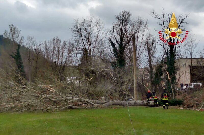 Alberto di 25 metri sulla linea elettrica: intervento dei Vigili del Fuoco per rimuoverlo.