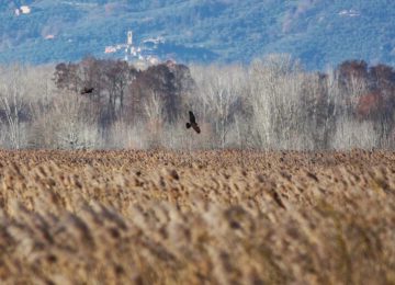 Gli Amici del Padule di Fucecchio per la Biodiversità: Interventi sulla Mostra e Futuro del Padule