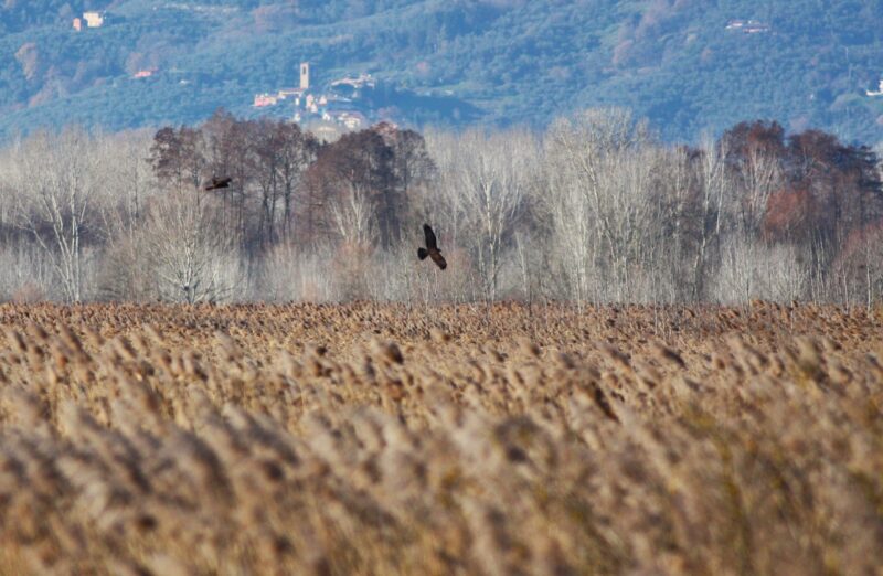 Gli Amici del Padule di Fucecchio per la Biodiversità: Interventi sulla Mostra e Futuro del Padule