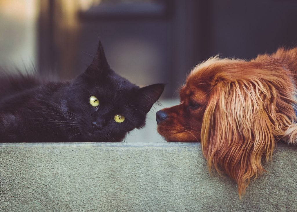 Cani e gatti avvelenati da esche tossiche: Empoli è tra i comuni a rischio