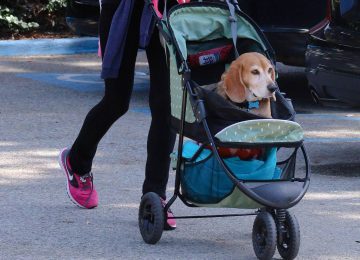 Cani invece dei figli? La verità al termine di una ricerca
