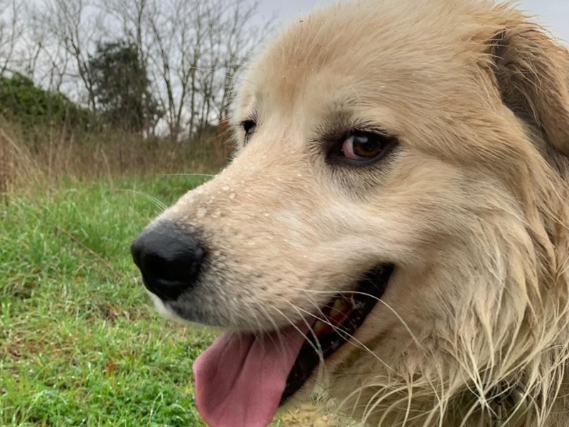 Chopper è alla ricerca di una famiglia! L'appello del canile comunale di Livorno