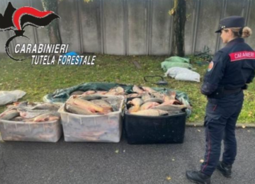 Controlli dei Carabinieri Forestali sul commercio di legname e la pesca illegale: sanzioni per migliaia di euro