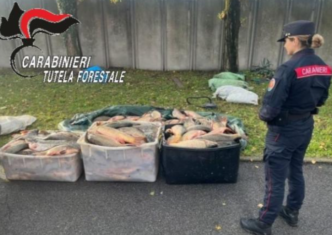 Controlli dei Carabinieri Forestali sul commercio di legname e la pesca illegale: sanzioni per migliaia di euro