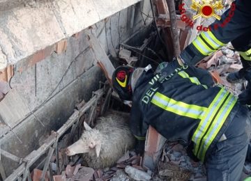 Crollo di un capannone nel Senese: coinvolte 40 pecore