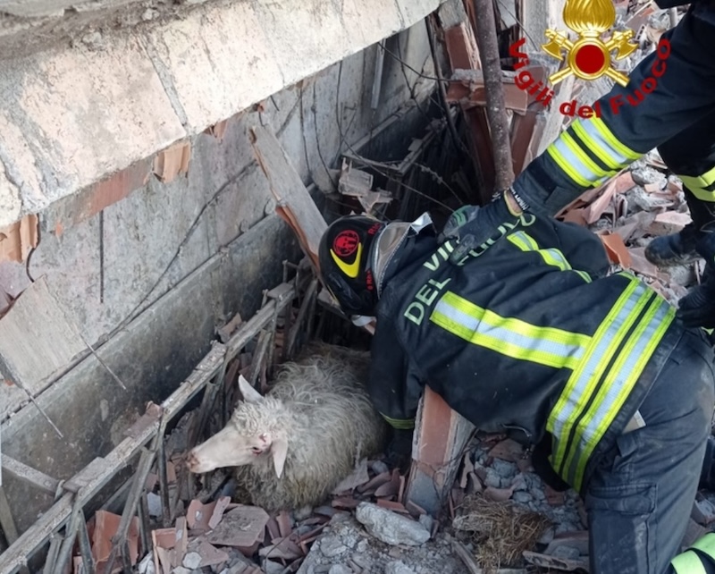 Crollo di un capannone nel Senese: coinvolte 40 pecore