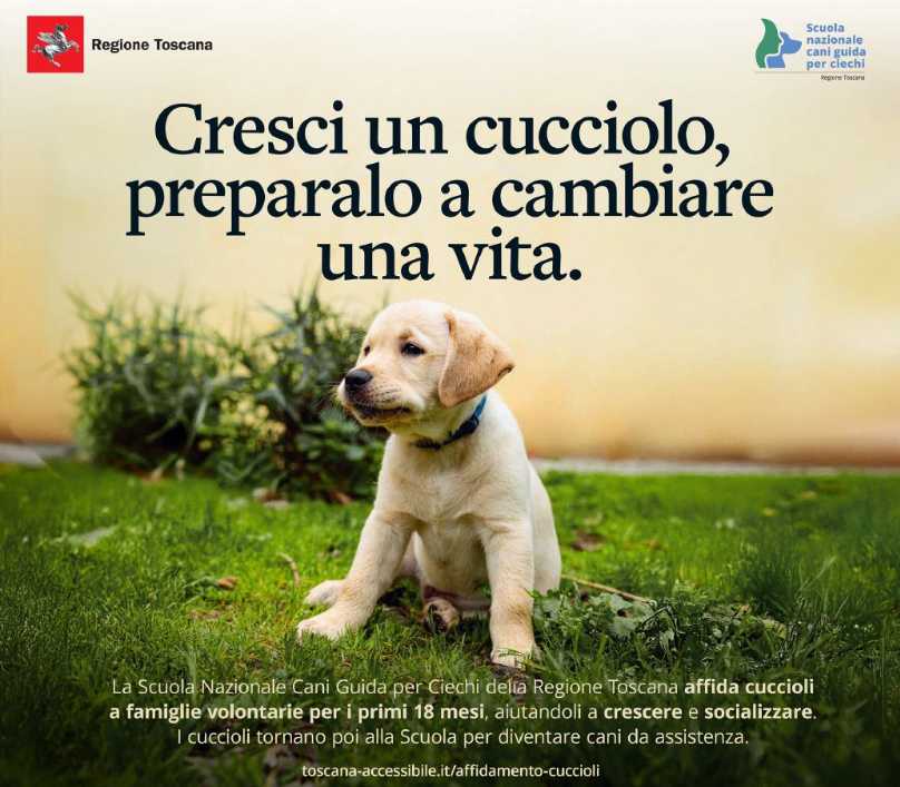 "Fai crescere un cucciolo": la Scuola Cani Guida lancia una campagna per l'affidamento