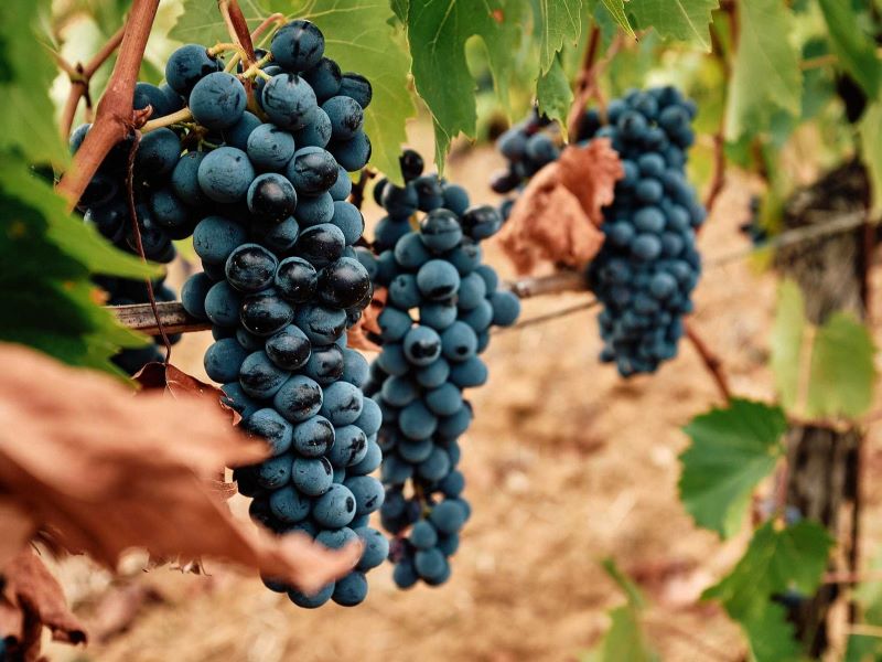 Il Morellino di Scansano DOCG ottiene la classificazione 'Superiore'