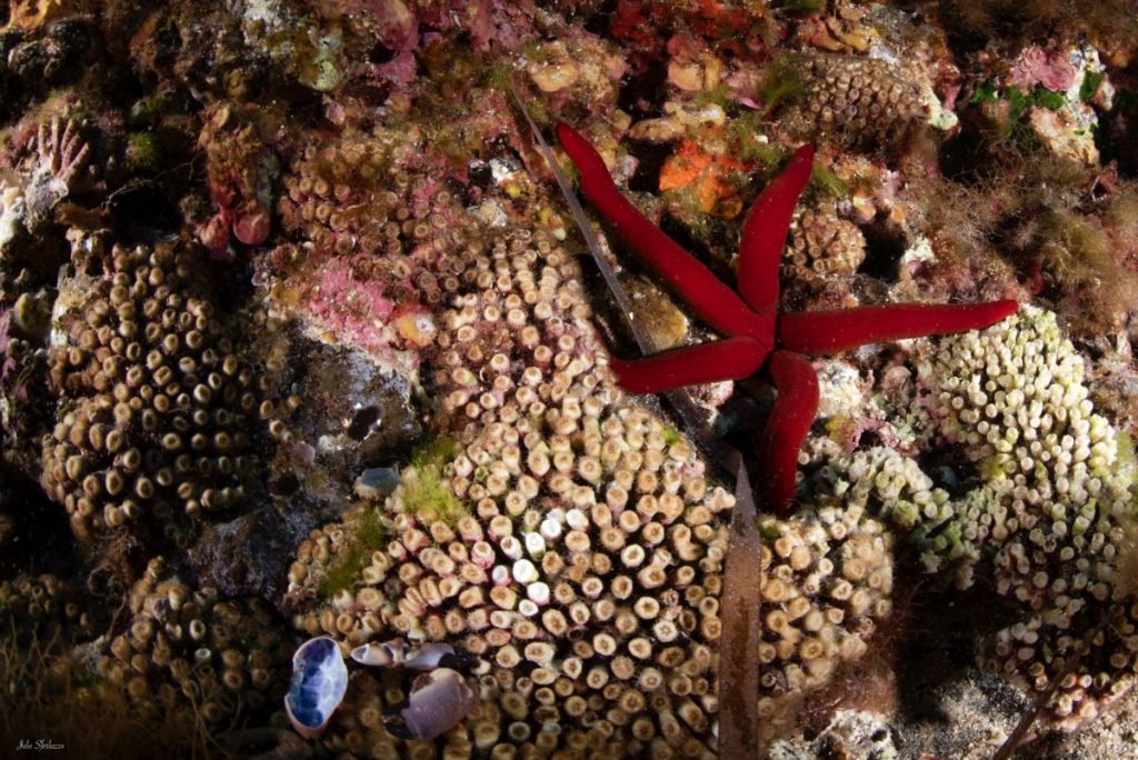 Marevivo lancia "Guardiani dei Coralli" per la protezione dei coral reef