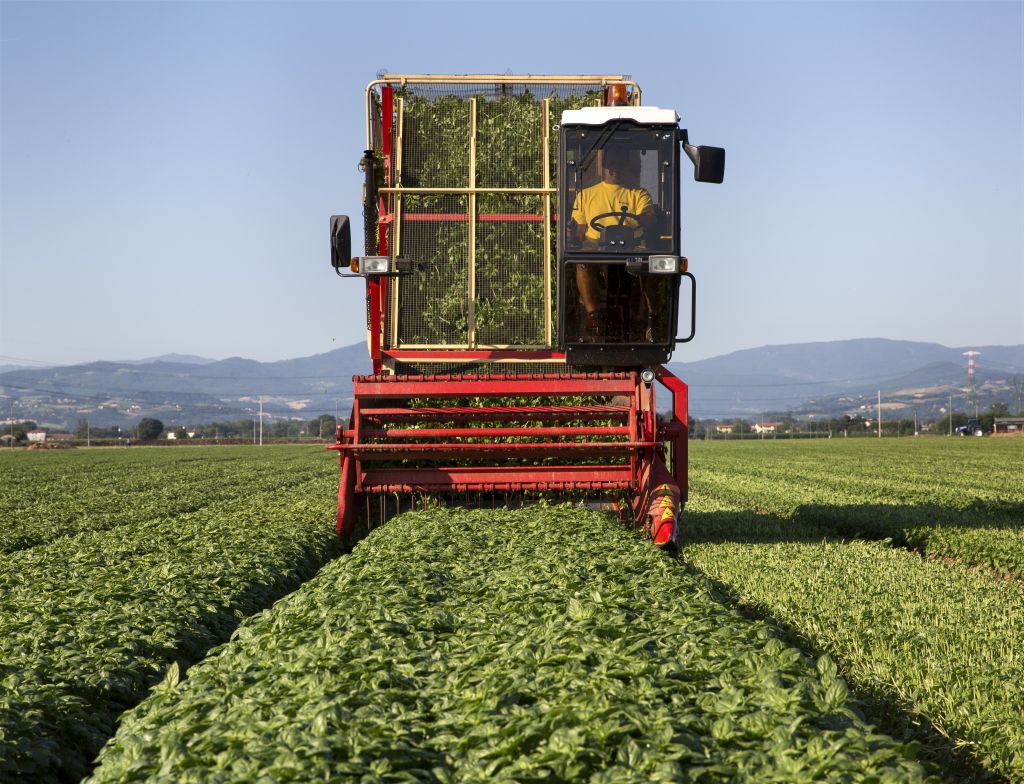 Nasce "L'Accademia del Basilico": il nuovo programma di formazione di Barilla