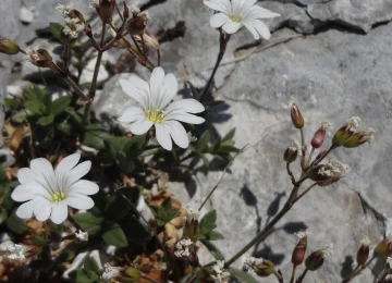 Nuovo censimento della flora delle Alpi Apuane: identificate 3 nuove specie per la Toscana e 141 a rischio di estinzione.