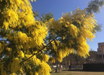 Per l'8 marzo, un toscano su due regalerà mimose.