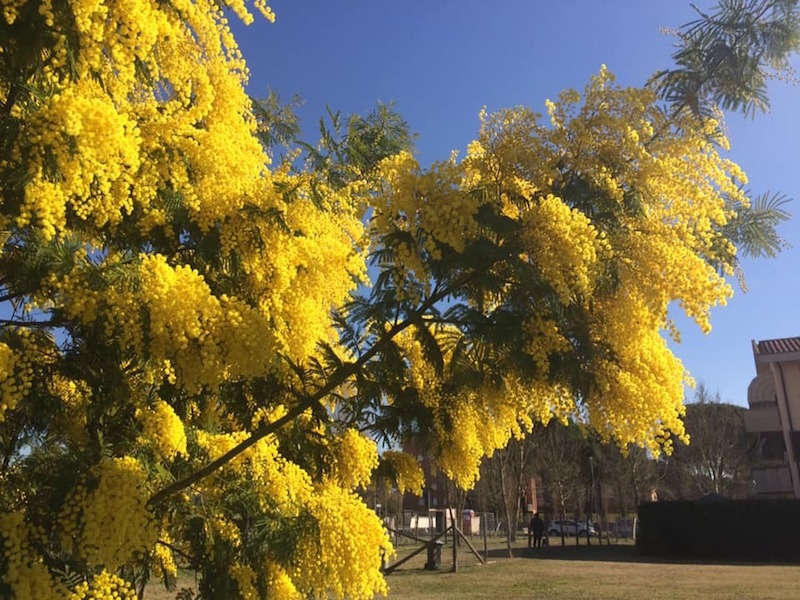 Per l'8 marzo, un toscano su due regalerà mimose.