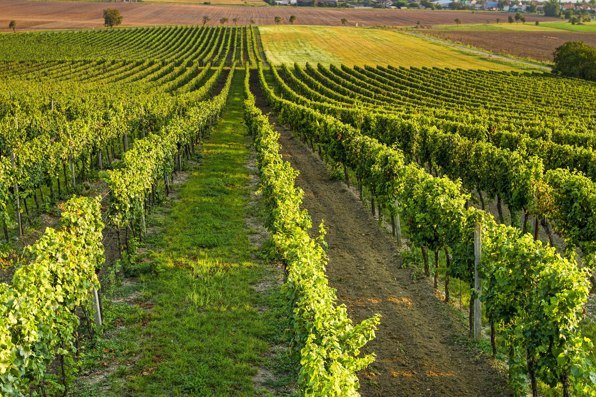 Promozione del vino e riconversione dei vigneti: maggiori risorse per le aziende toscane