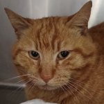 Ritrovato un gatto rosso a Livorno, si cercano i proprietari.