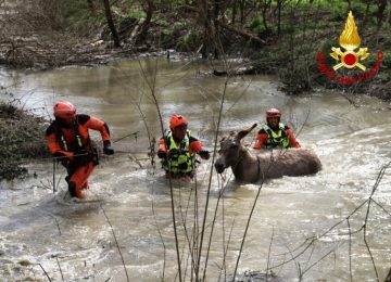 Salvati 80 asini bloccati nell'Arno in aumento dai vigili del fuoco